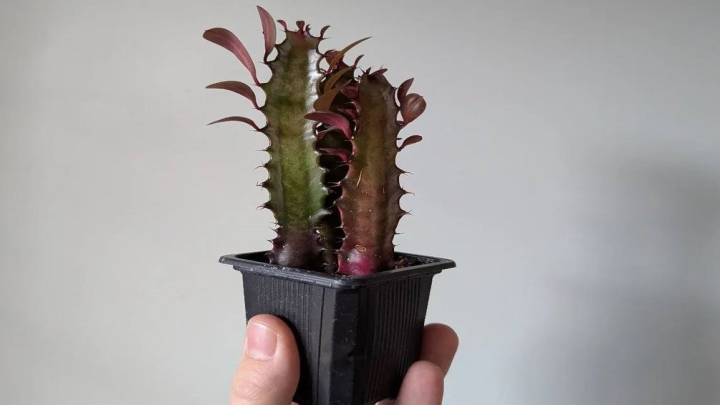 افوربیا تریگونا (Euphorbia trigona)