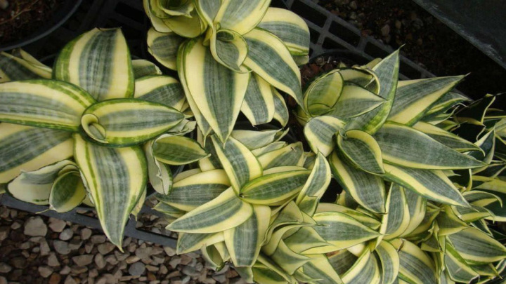 سانسوریا طلایی (Golden Sansevieria)