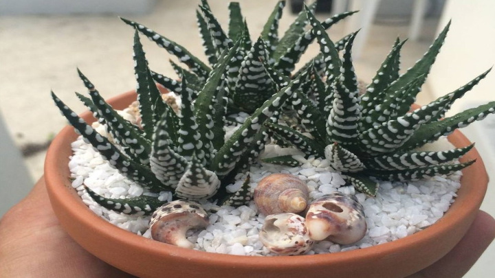 کاکتوس هاورتیا (Haworthia cactus)