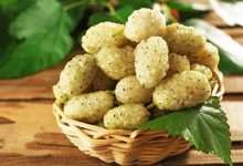 روش نگهداری توت سفید تازه؛ در یخچال و فریزر