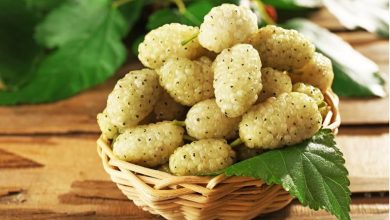 روش نگهداری توت سفید تازه؛ در یخچال و فریزر