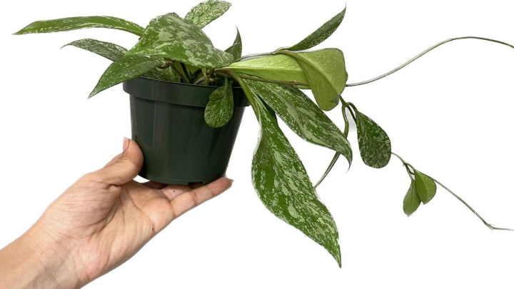 هویا یا پیچ شمعی (Hoya)