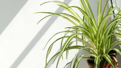 روش نگهداری و تکثیر گیاه گندمی در آپارتمان