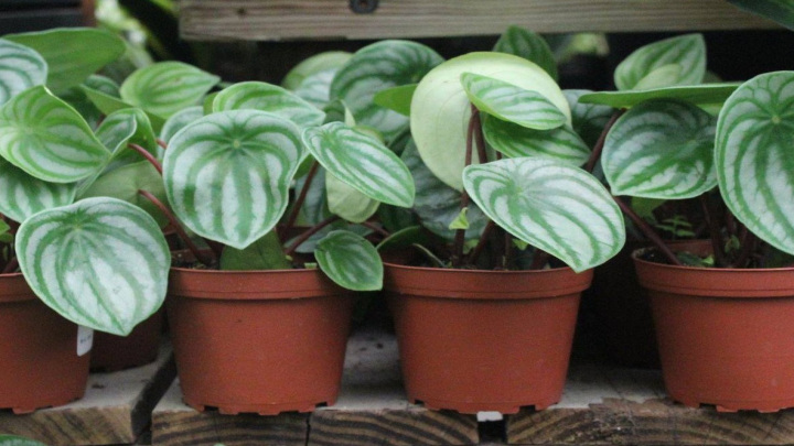 پپرومیا (Peperomia)