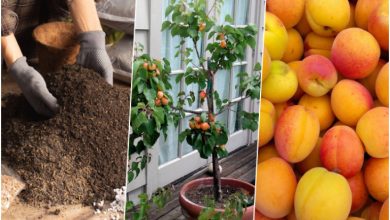 آموزش کاشت هسته زردآلو+ روش نگهداری و زمان کاشت