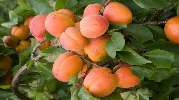 روش کاشت هسته زردآلو