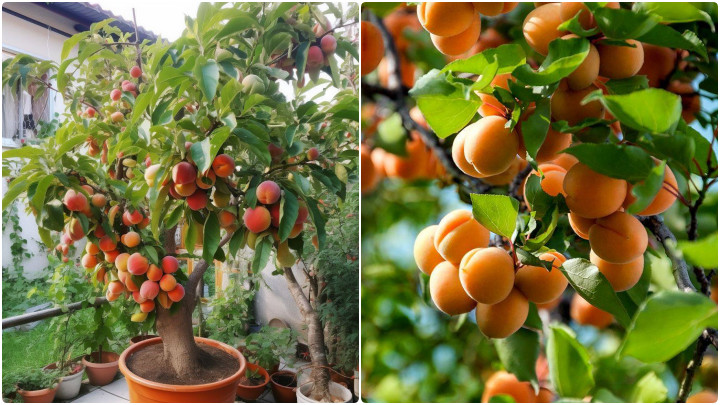 کاشت هسته زردآلو با کمک بطری پلاستیکی