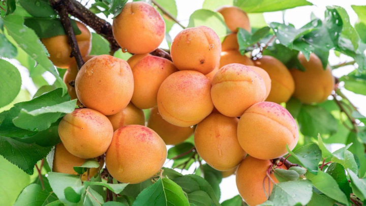 بهترین زمان کاشت هسته زردآلو