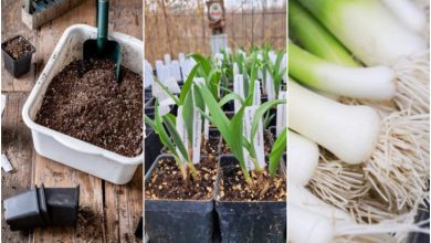 کاشت و پرورش تره فرنگی در گلدان+ روش نگهداری