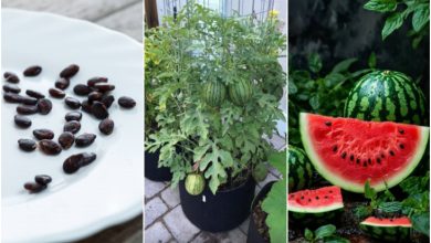 آموزش کاشت هندوانه در گلدان+ زمان کاشت و روش نگهداری