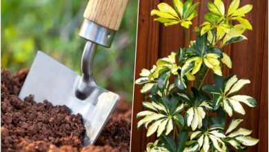 روش کاشت، نگهداری و تکثیر گیاه شفلرا در منزل