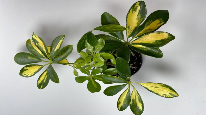 شفلرا (Schefflera)