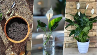 روش نگهداری؛ کاشت و تکثیر گل اسپاتی فیلوم