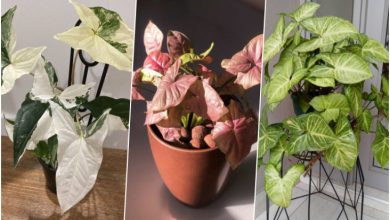 روش نگهداری، پرورش و تکثیر گیاه سینگونیوم