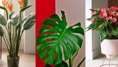 بهترین گیاهان آپارتمانی