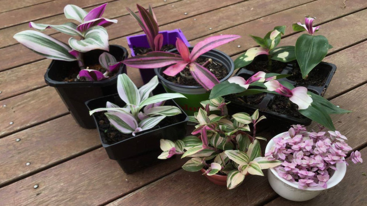 برگ بیدی (Wandering Jew)
