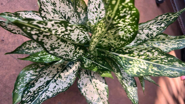 آگلونما سفید (White Aglaonema)