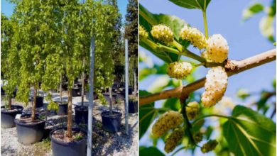 آموزش کاشت توت سفید در گلدان+ روش نگهداری