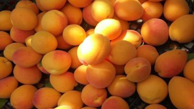 6 روش سریع و طبیعی برای رسیده کردن زردآلو کال