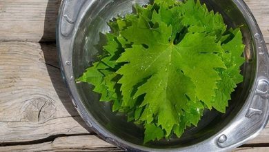 چگونه برگ مو را فریز کنیم