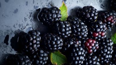 روش‌های اصولی نگهداری توت سیاه در یخچال و فریزر