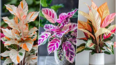 21 گیاه و گل آپارتمانی با برگهای رنگی