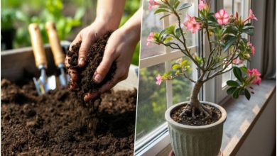 راهنمای کامل نگهداری، کاشت و پرورش رز صحرایی (آدنیوم) در منزل