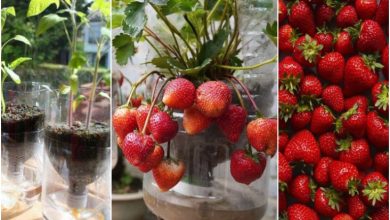 پرورش توت فرنگی با بطری پلاستیکی در منزل + روش نگهداری