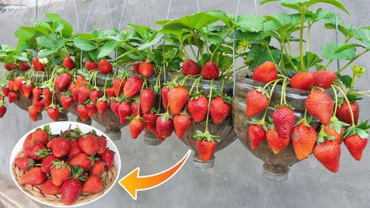 روش نگهداری از توت فرنگی کاشته شده در بطری پلاستیکی