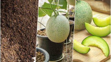 آموزش کاشت طالبی در گلدان+ روش نگهداری و زمان کاشت