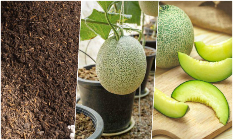 آموزش کاشت طالبی در گلدان+ روش نگهداری و زمان کاشت