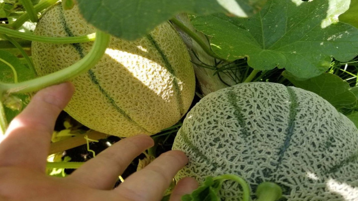 روش صحیح نگهداری از طالبی در گلدان