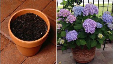 روش کاشت، پرورش و نگهداری از گل ادریسی (هورتانسیا)