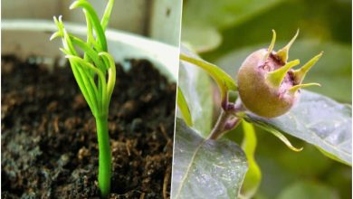 آموزش کاشت، تکثیر و نگهداری ازگیل در گلدان