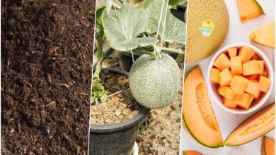 آموزش کاشت و نگهداری گرمک در گلدان+ بهترین زمان کاشت