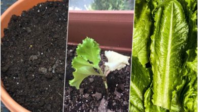 آموزش کاشت کاهو در گلدان+ روش نگهداری و زمان کاشت