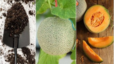 آموزش کاشت و پرورش ملون در گلدان+ روش نگهداری