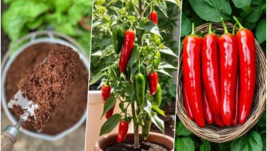 با یک عدد فلفل و یک بطری نوشابه، صدها درخت فلفل بکارید