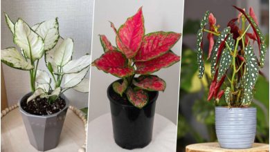 بهترین گیاهان آپارتمانی برای کسانی که در نگهداری گیاه مهارت ندارند