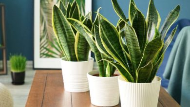 بهترین گلدان برای گل سانسوریا و نکات مهم تعویض آن