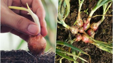 آموزش کاشت پیاز موسیر در گلدان + روش نگهداری