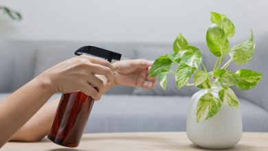 از بین بردن شته گیاهان آپارتمانی با روش‌های خانگی و بدون سم