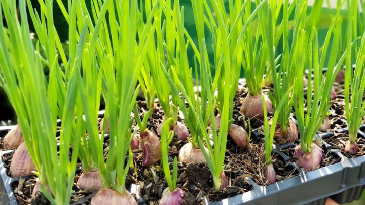 نکات و فوت‌وفن‌ های نحوه استفاده صحیح از برگ سبز موسیر