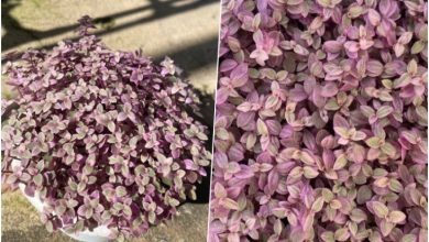 روش کاشت؛ پرورش و نگهداری گیاه کالیسیا