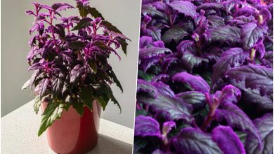 راهنمای کامل کاشت؛ تکثیر و نگهداری گیاه ژینورا