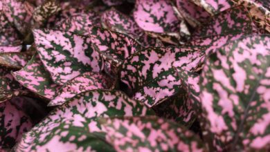 روش نگهداری؛ تکثیر و پرورش گیاه هیپوستس (گل سنگ خال صورتی)