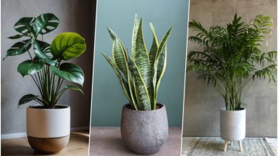 گیاهان دوستدار کم آبی