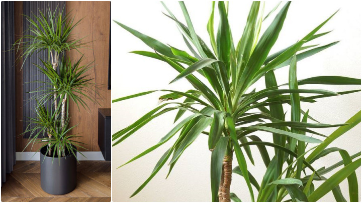گیاه یوکا (Yucca)