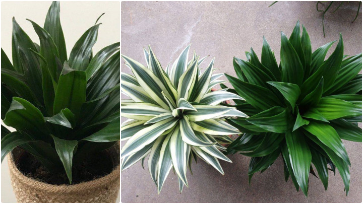 گیاه کامپکت (Compact Plant) گیاه کامپکت (Compact Plant)
