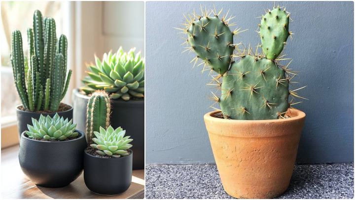 گیاه کاکتوس (Cactus)